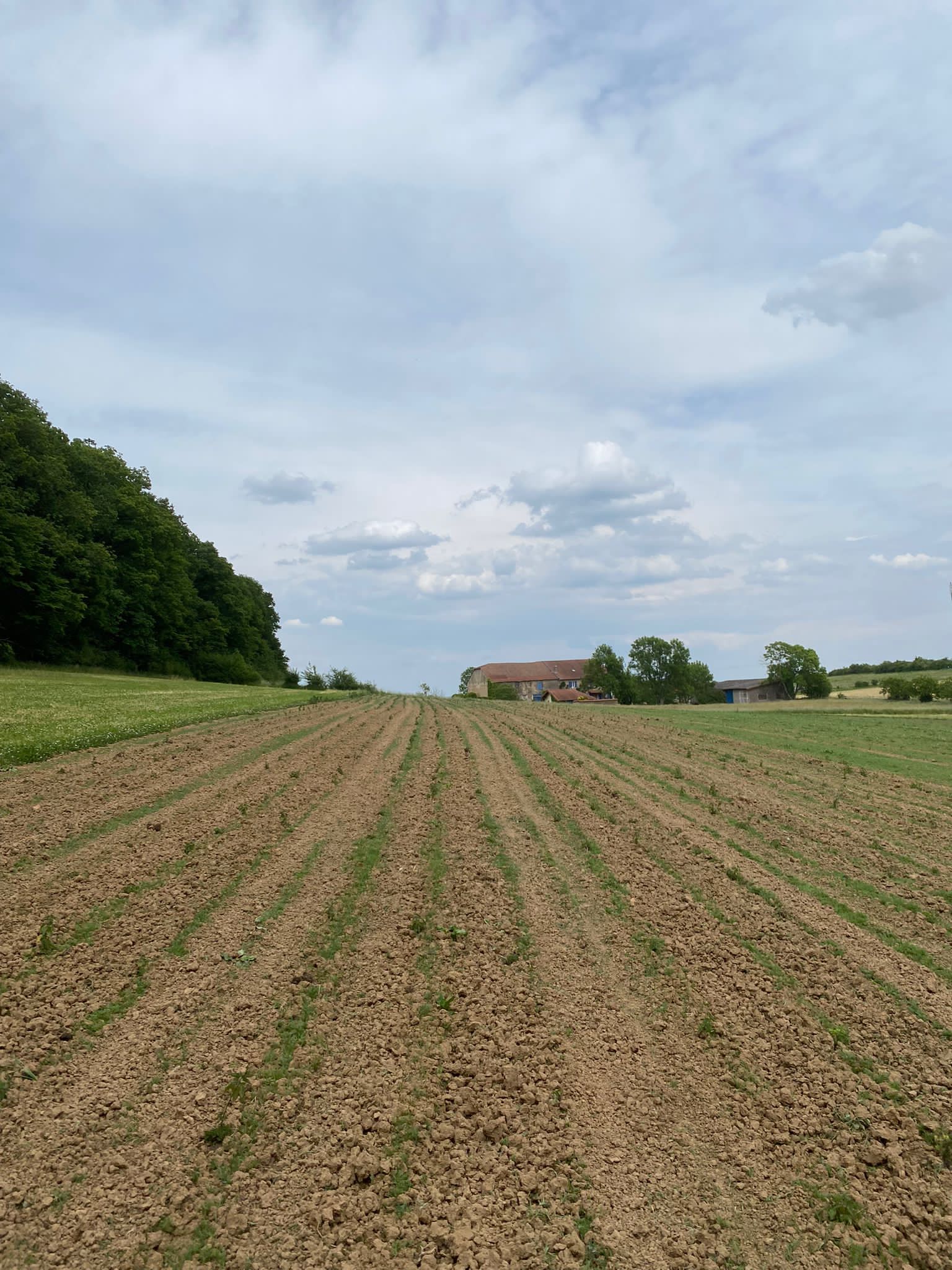 Inf’Ortie n°2 : LORT’INNOV poursuit la culture de l’ortie en Grand Est